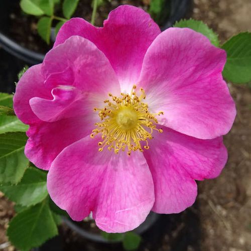Rosier plantation - Rosa American Pillar - rose - rosiers lianes - non parfumé - Dr. Walter Van Fleet - Rosier déstiné aux plates-bandes à floraison riche et groupée.